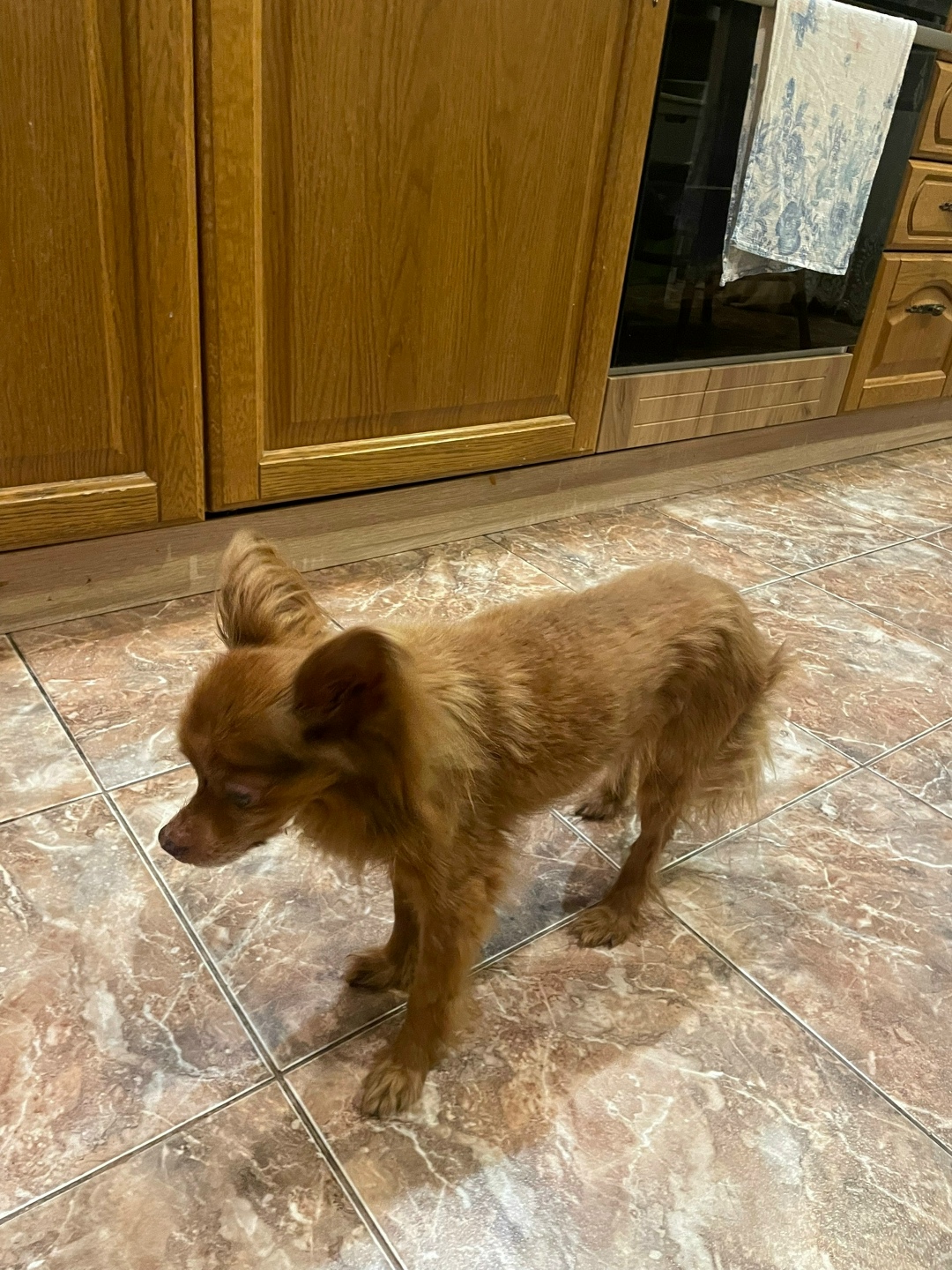 Найдена собака в Ногинске — фото объявления