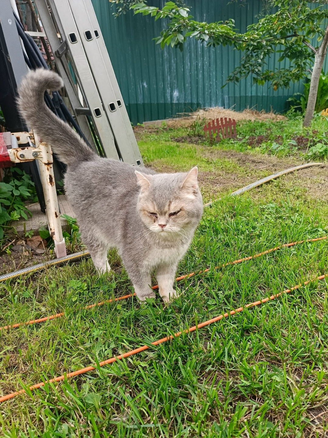 Найдена кошка в Ногинске — фото объявления