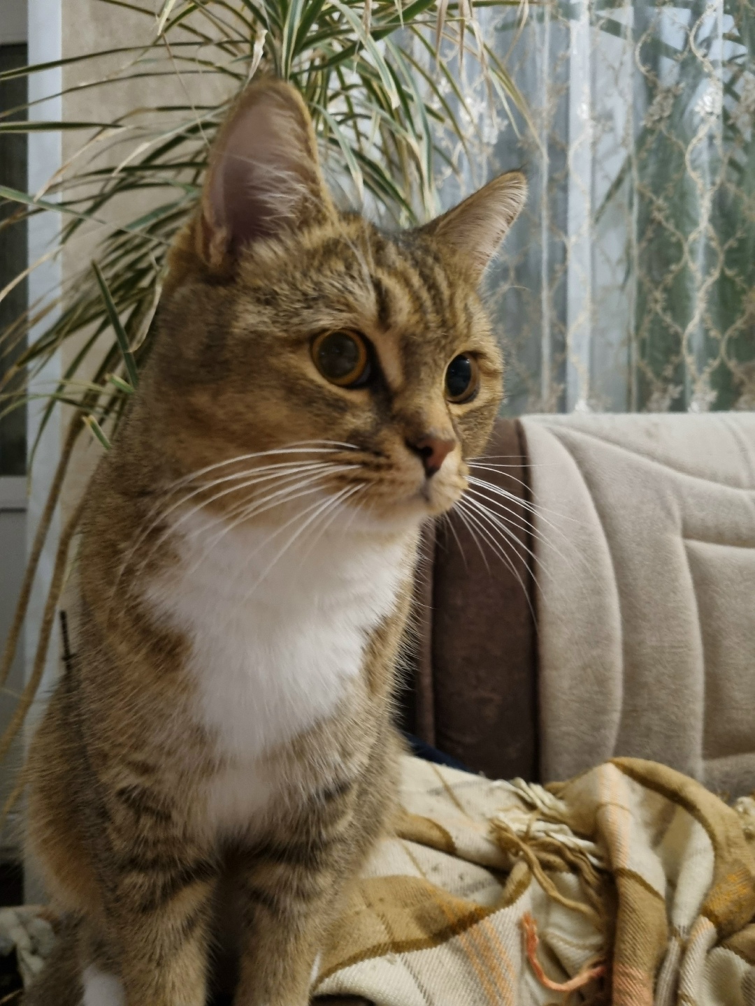 Пропала кошка в Ногинске — фото объявления