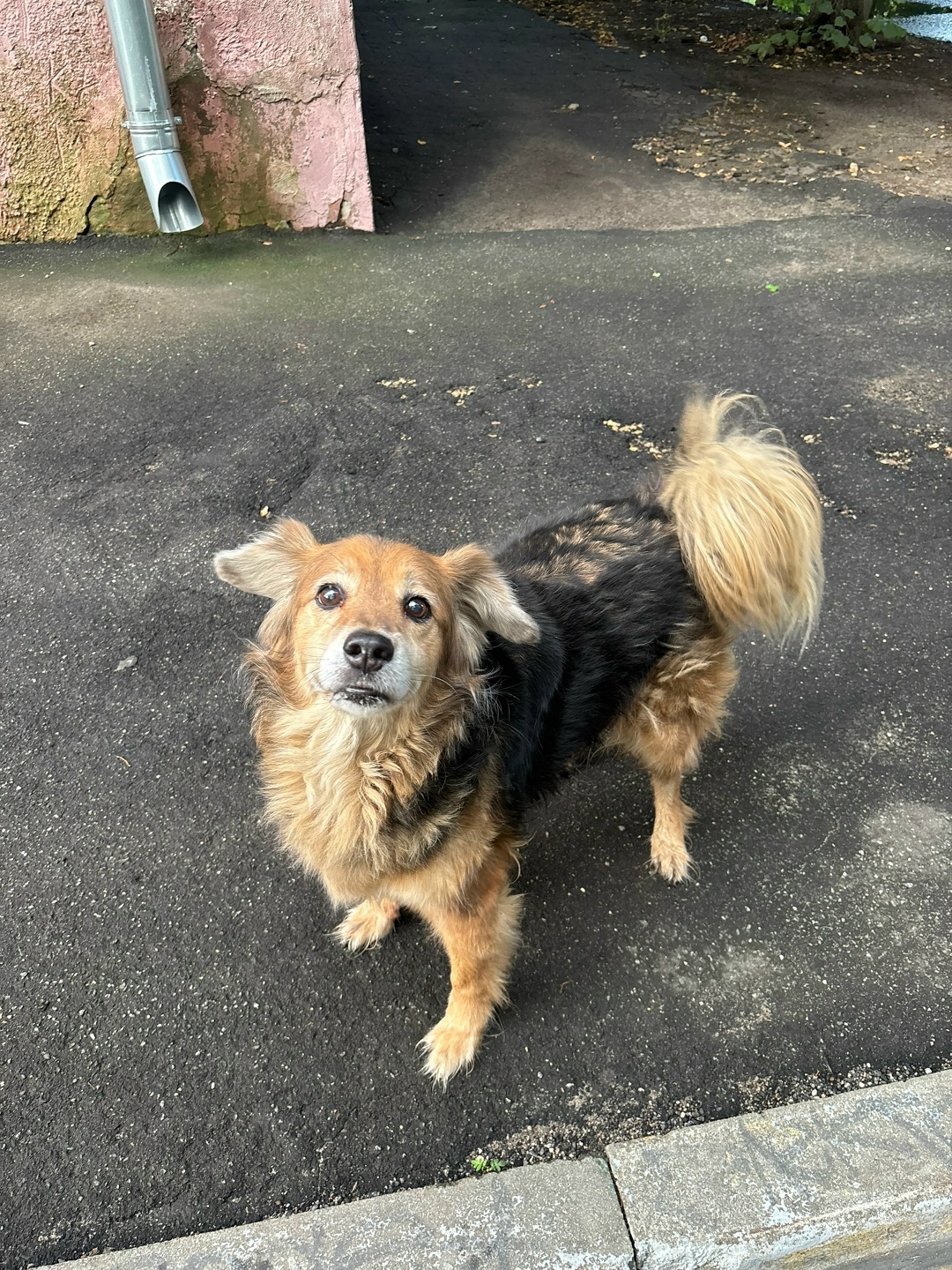 Найдена собака в Ногинске — фото объявления