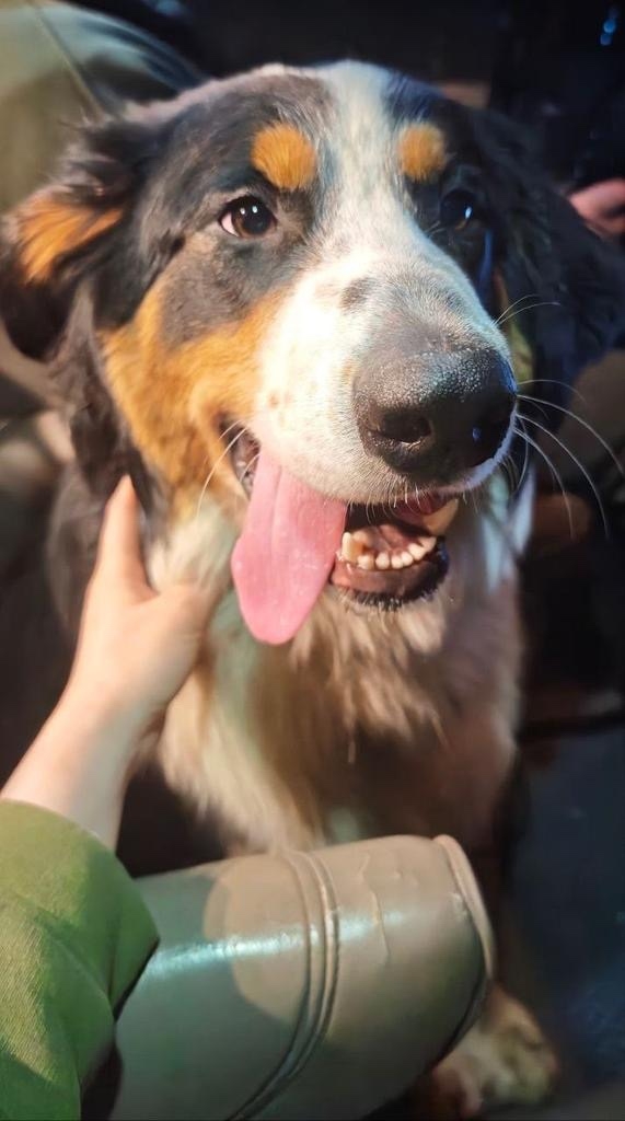 Найдена собака в Ногинске — фото объявления