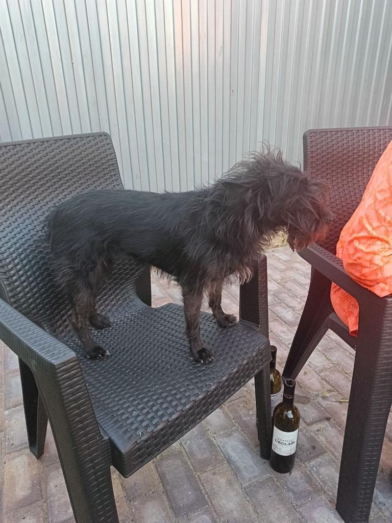 Пропала собака в Ногинске — фото объявления