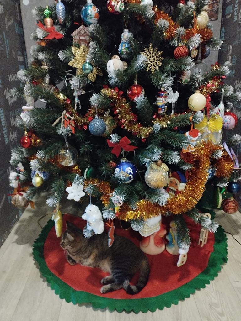 Пропала кошка в Ногинске — фото объявления