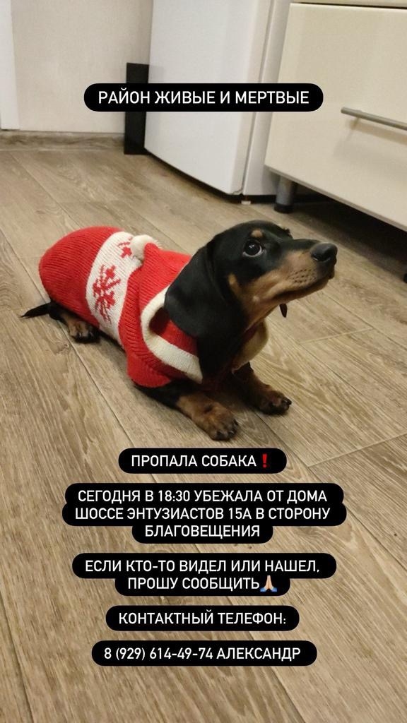 Пропала собака в Ногинске — фото объявления