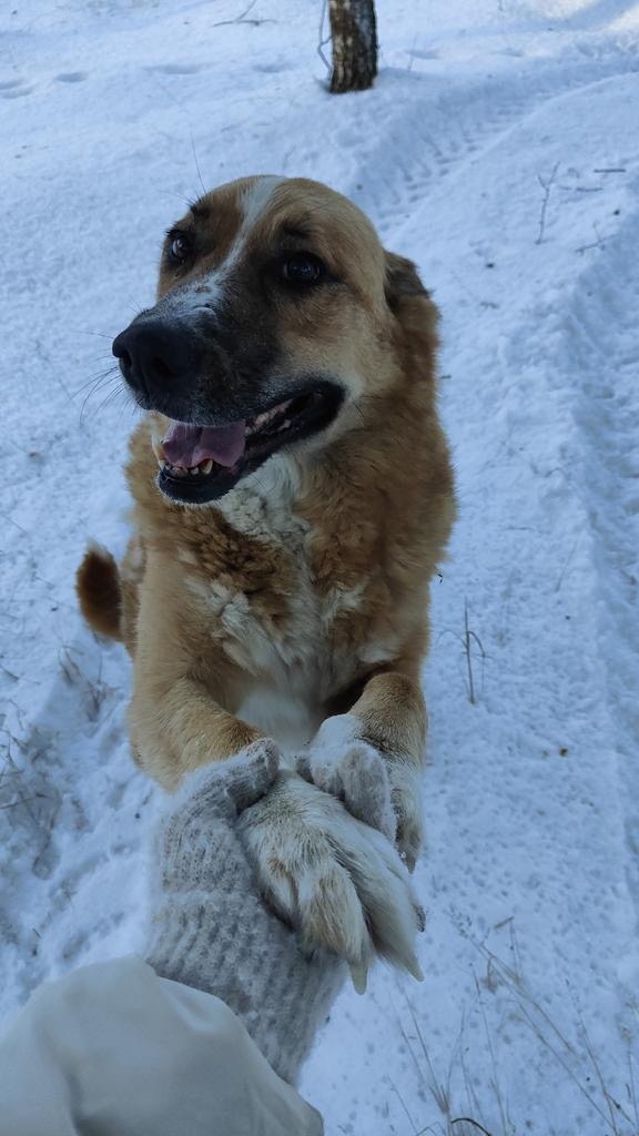 Пропала собака в Ногинске — фото объявления