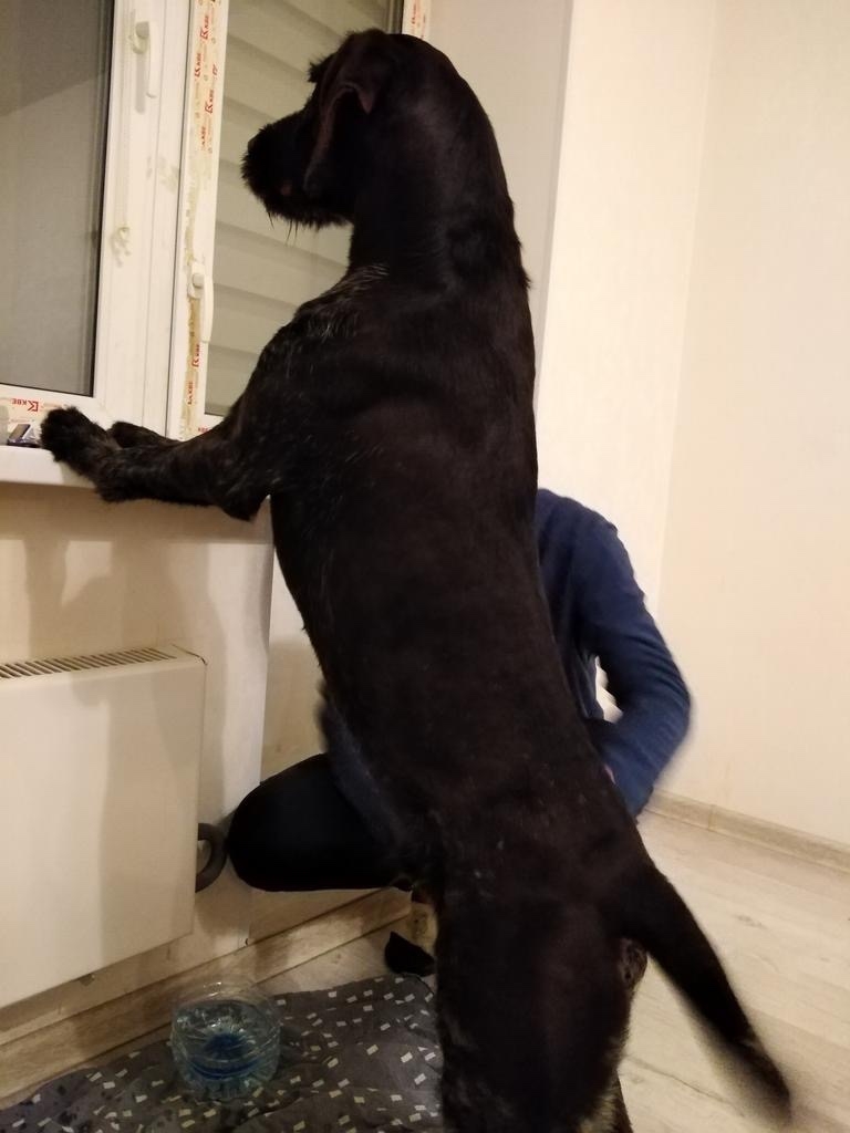 Пропала собака в Ногинске — фото объявления