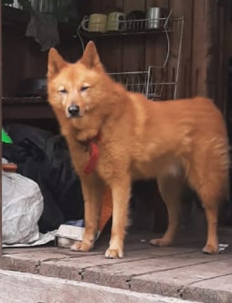 Пропала собака в Ногинске — фото объявления