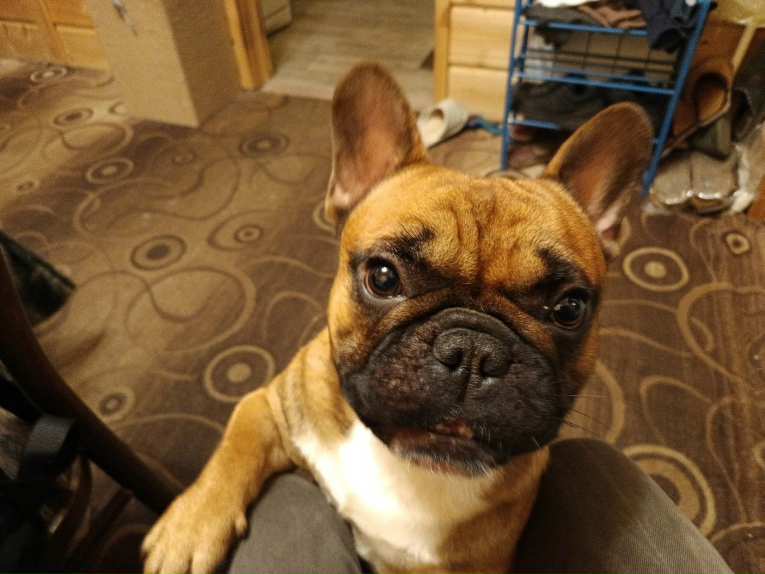 Найдена собака в Ногинске — фото объявления