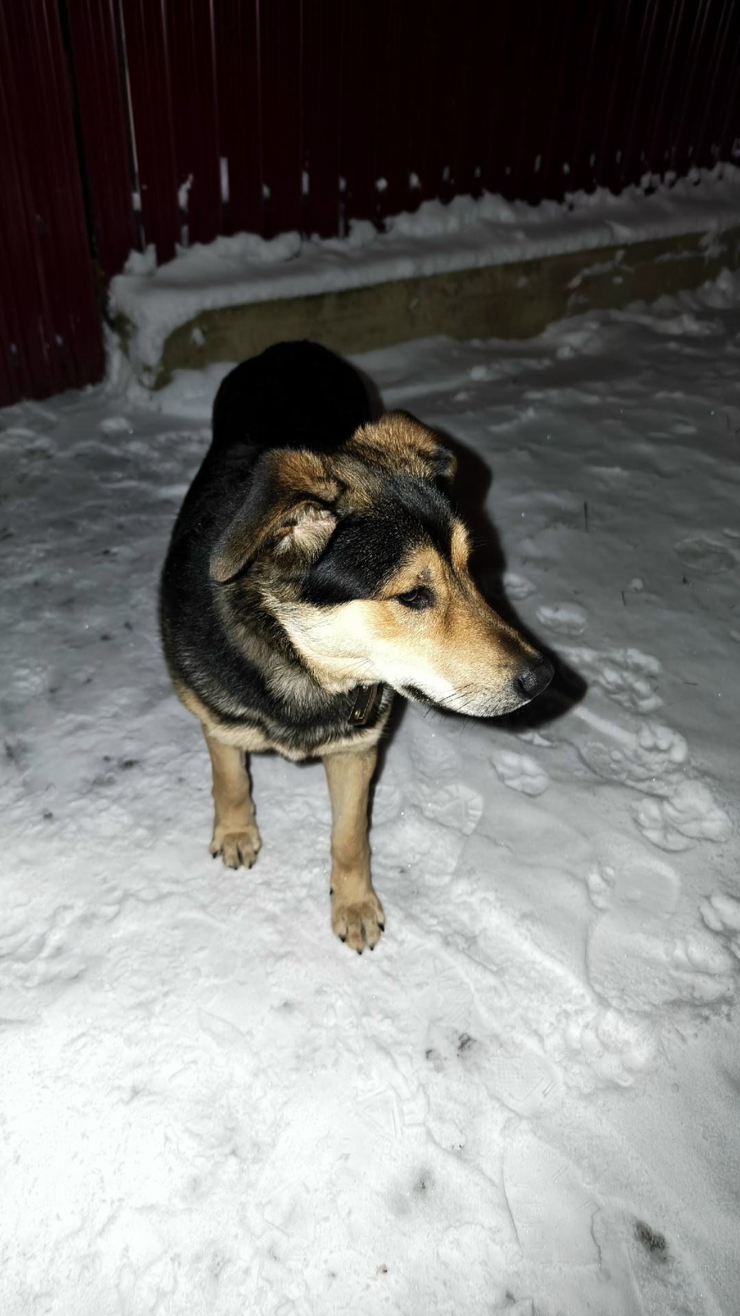 Найдена собака в Ногинске — фото объявления