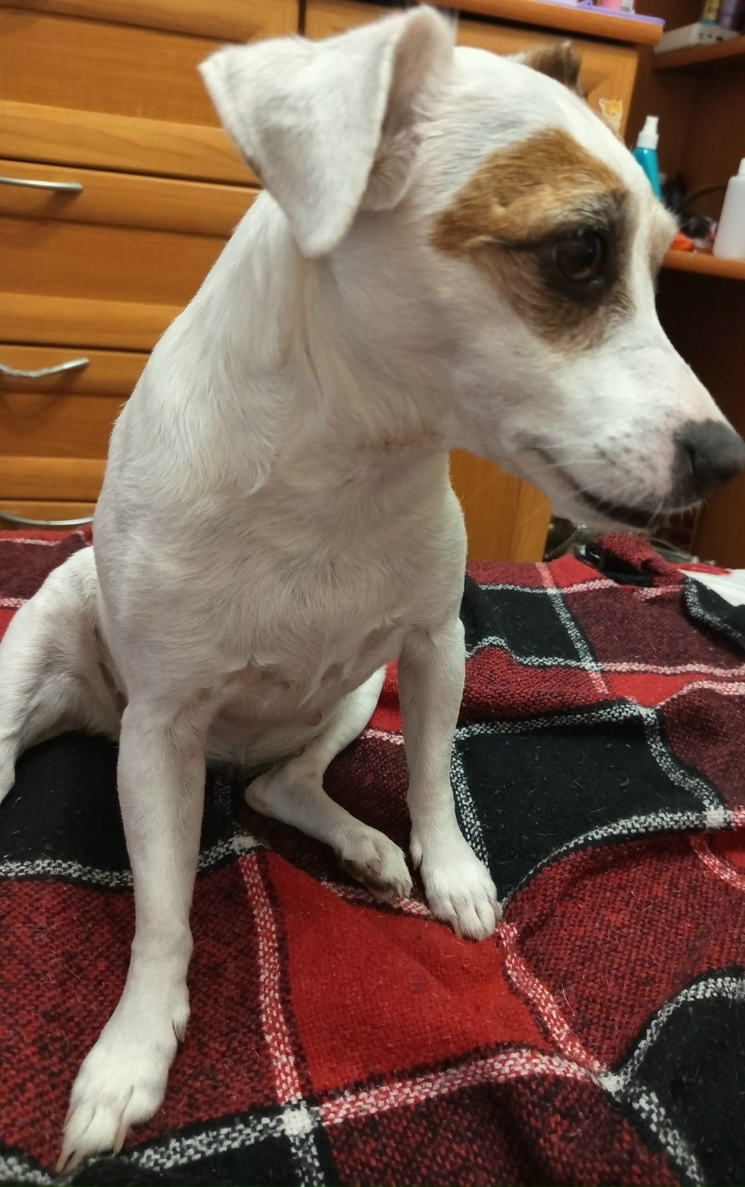 Пропала собака в Ногинске — фото объявления