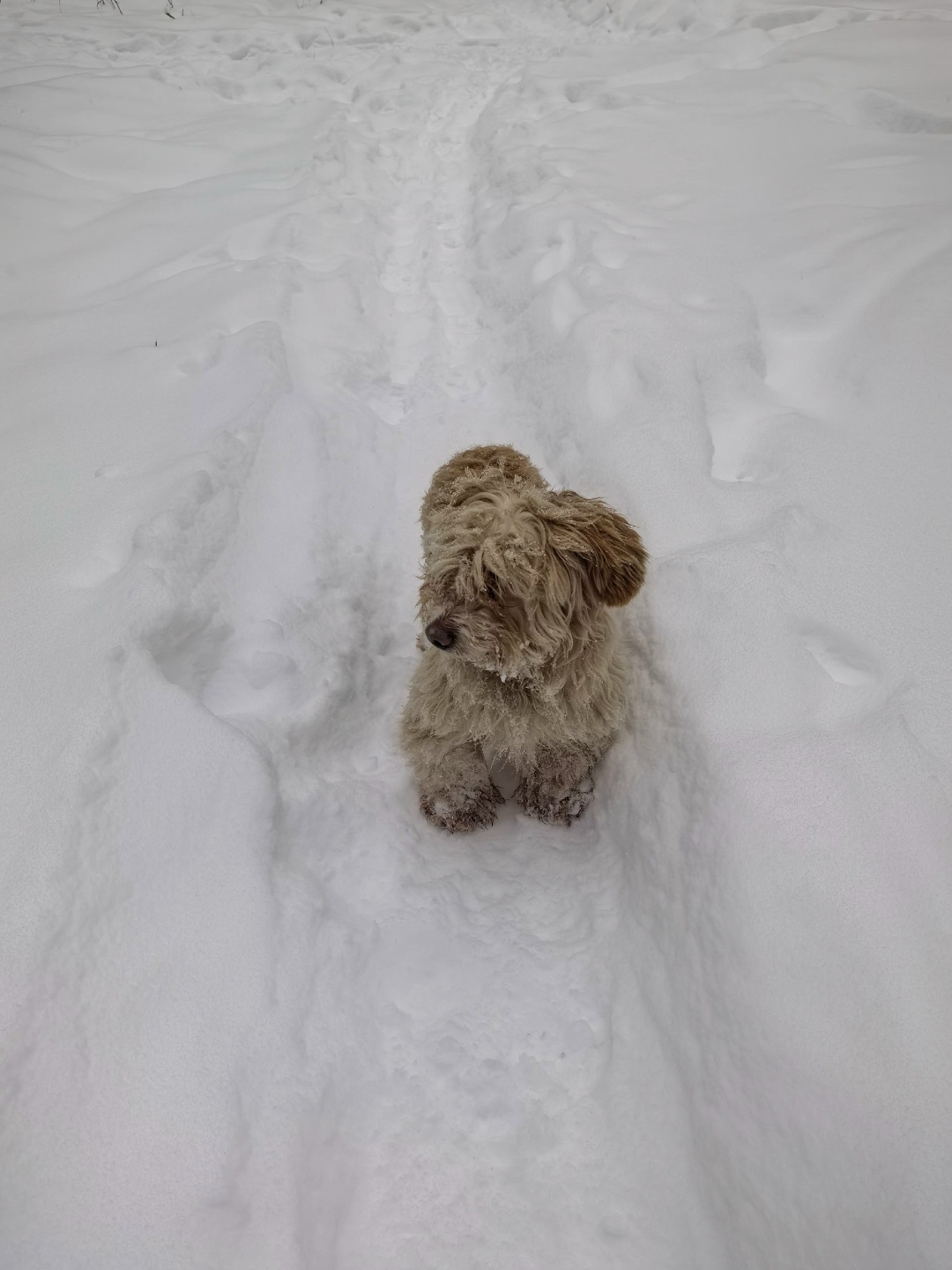 Найдена собака в Ногинске — фото объявления