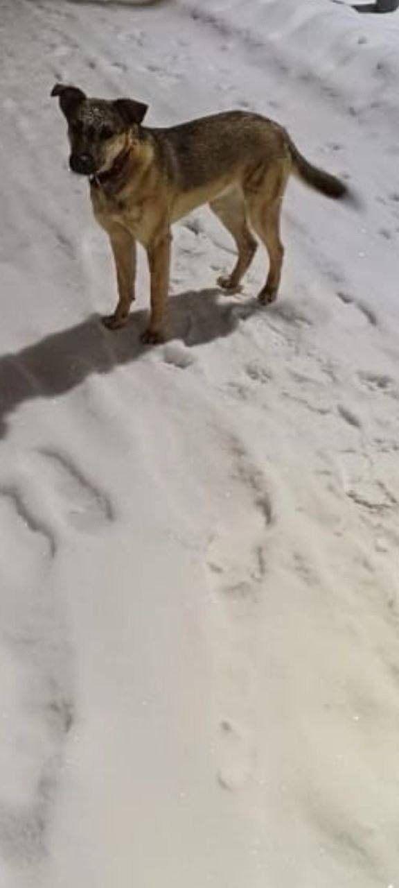 Пропала собака в Ногинске — фото объявления