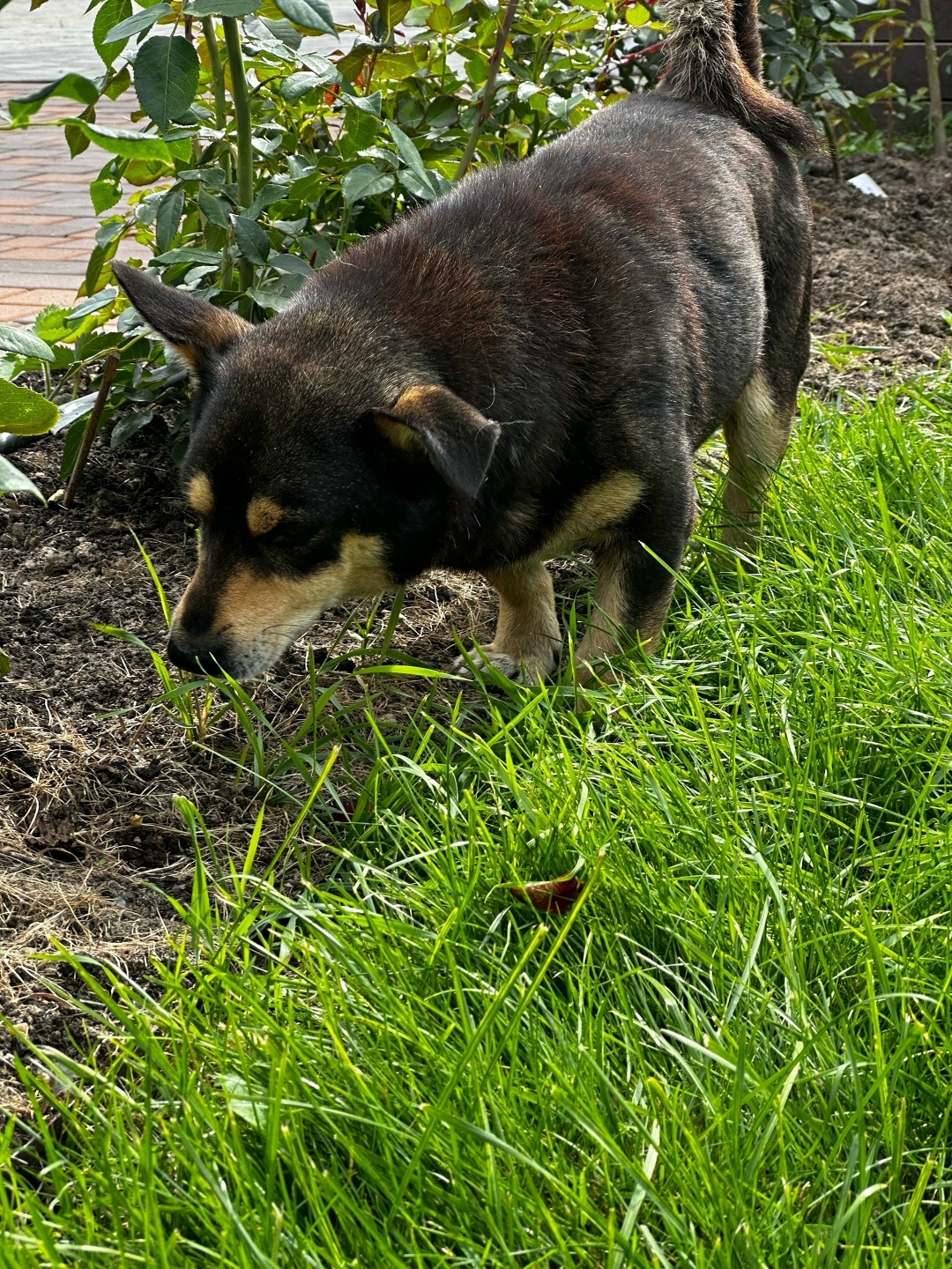 Пропала собака в Ногинске — фото объявления