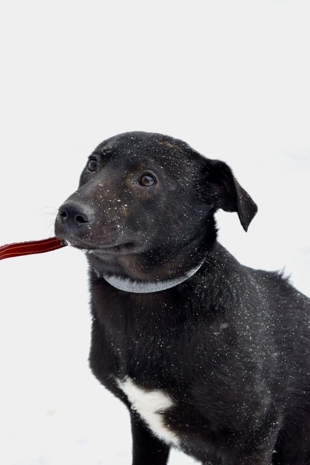 Найдена собака в Ногинске — фото объявления