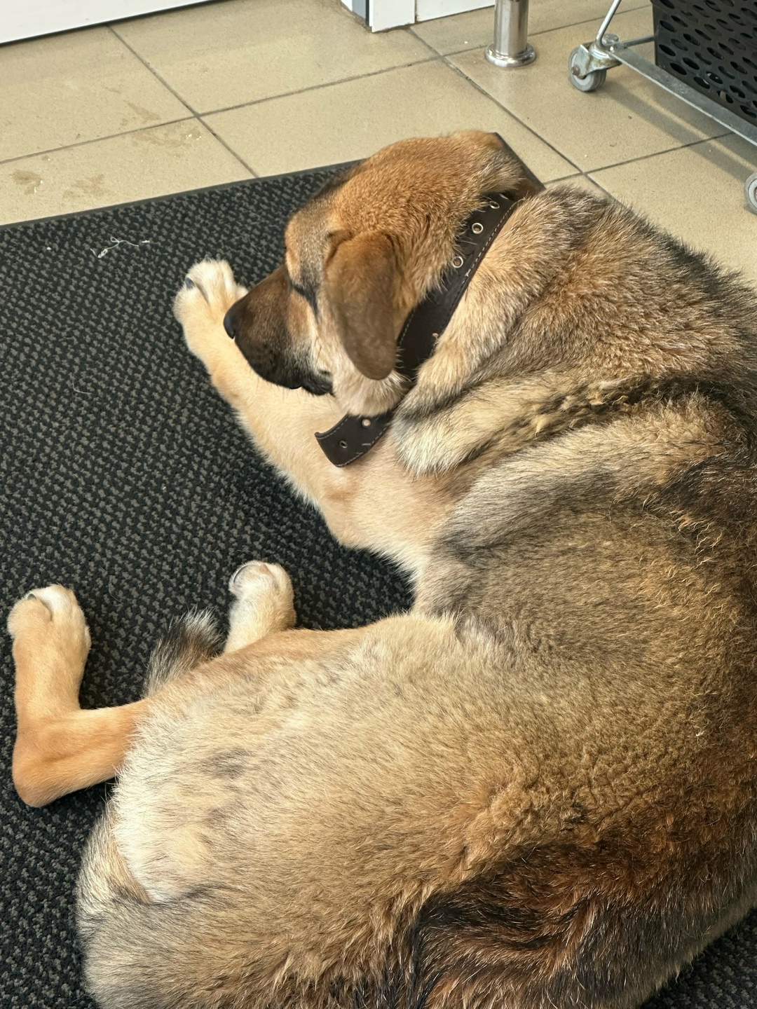 Найдена собака в Ногинске — фото объявления