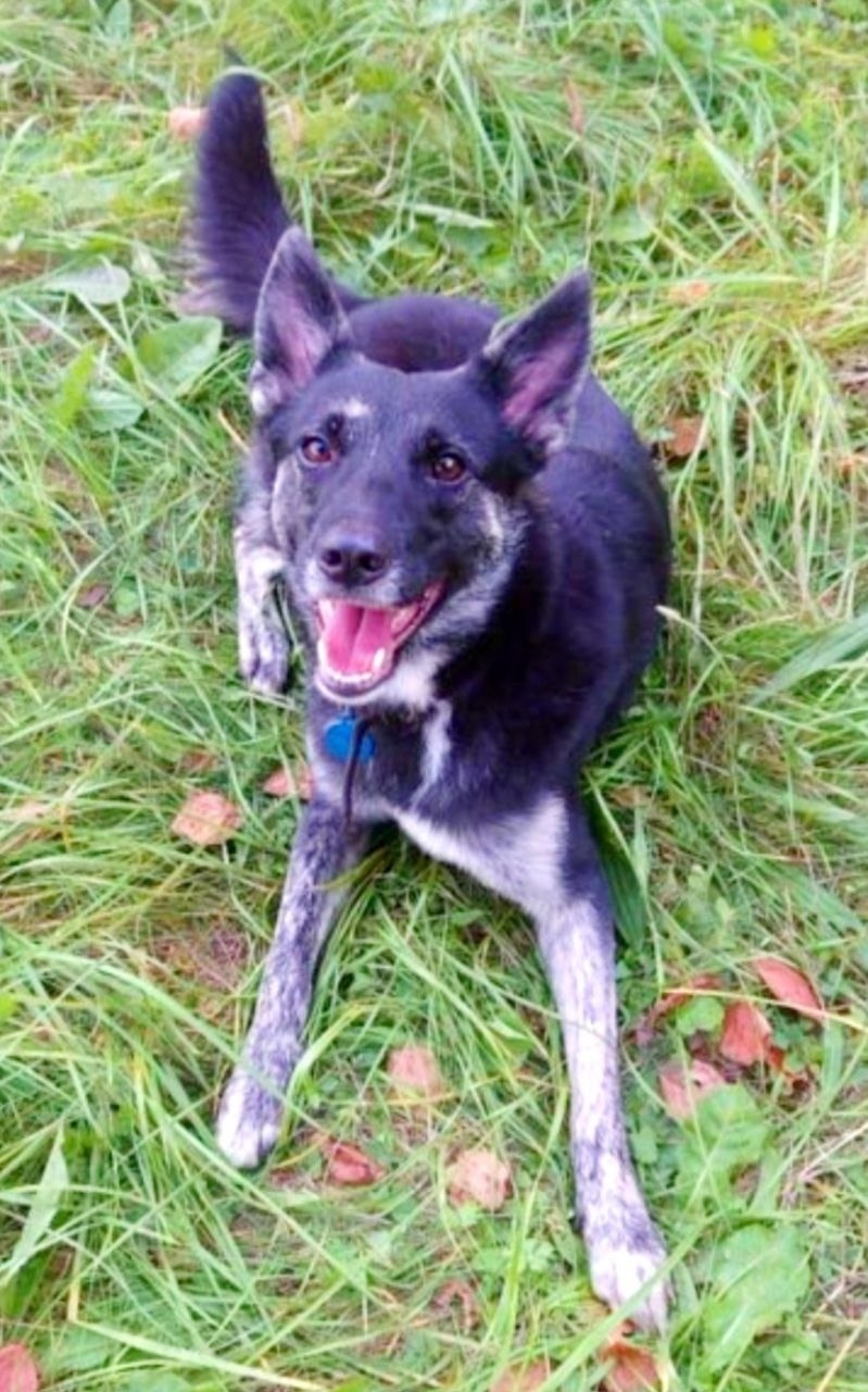 Пропала собака в Ногинске — фото объявления