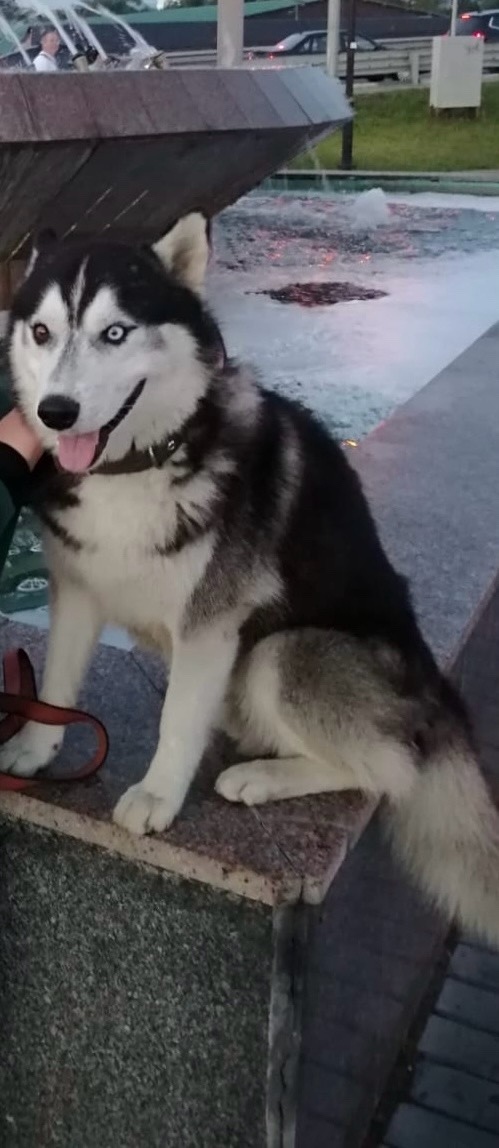 Пропала собака в Ногинске — фото объявления