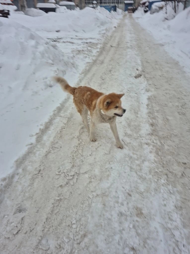 Найдена собака в Ногинске — фото объявления