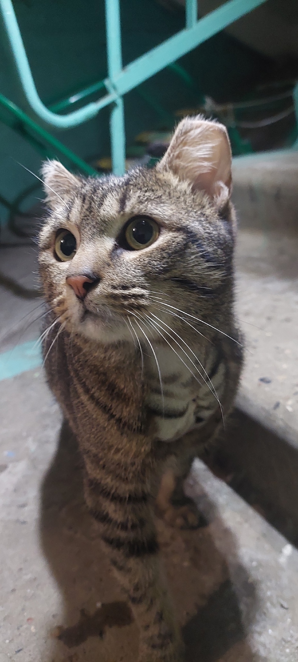 Найдена кошка в Ногинске — фото объявления