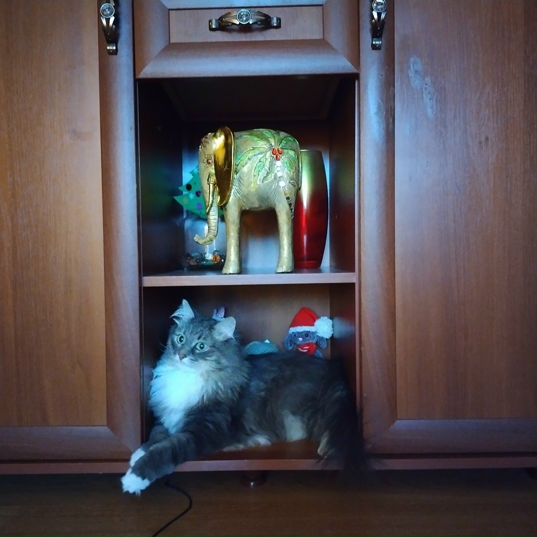 Найдена кошка в Ногинске — фото объявления