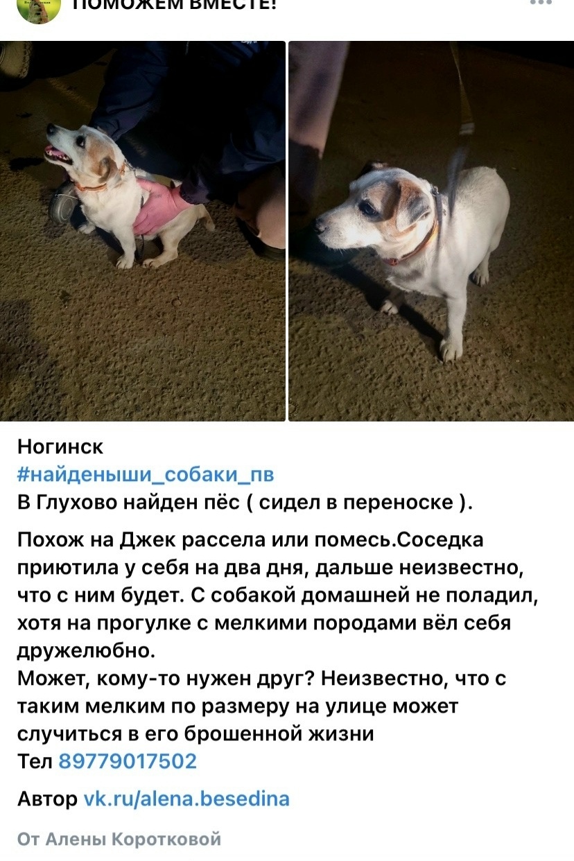 Найдена собака в Ногинске — фото объявления