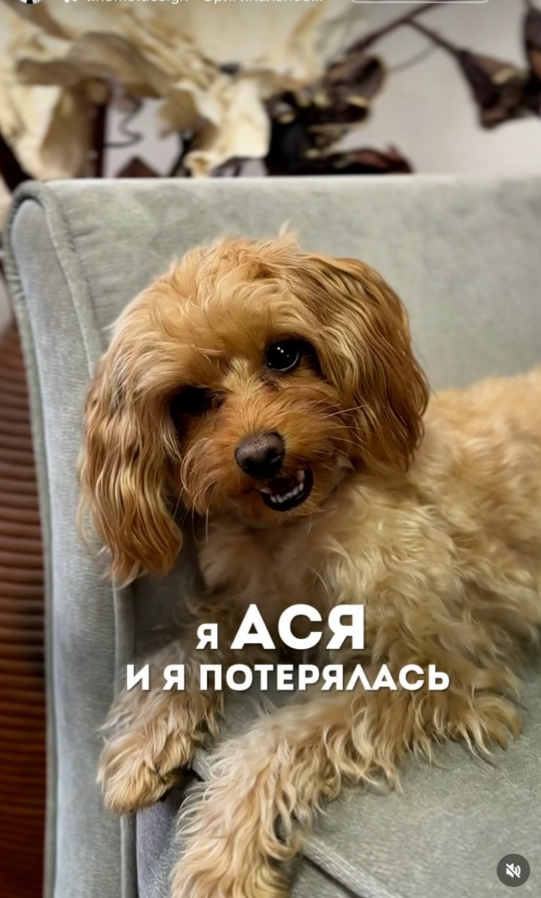 Найдена собака в Ногинске — фото объявления