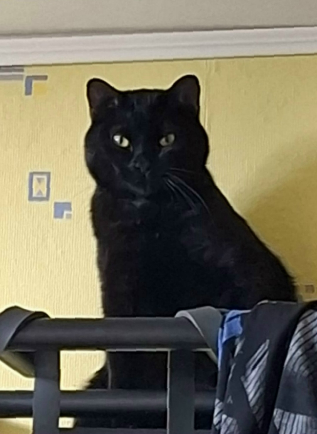 Пропала кошка в Ногинске — фото объявления