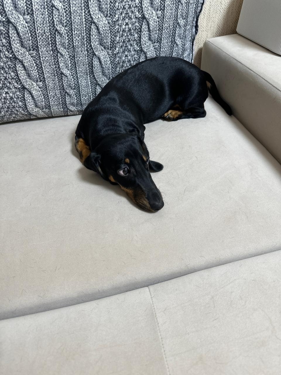 Пропала собака в Ногинске — фото объявления