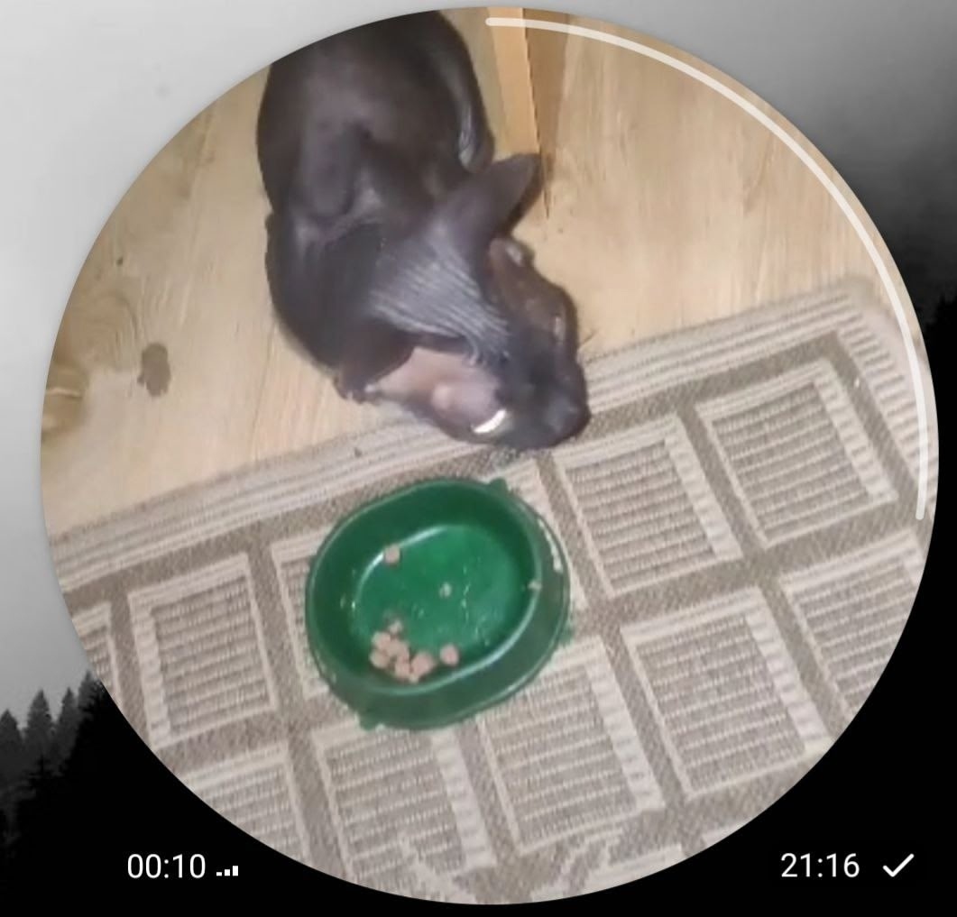 Пропала кошка в Ногинске — фото объявления