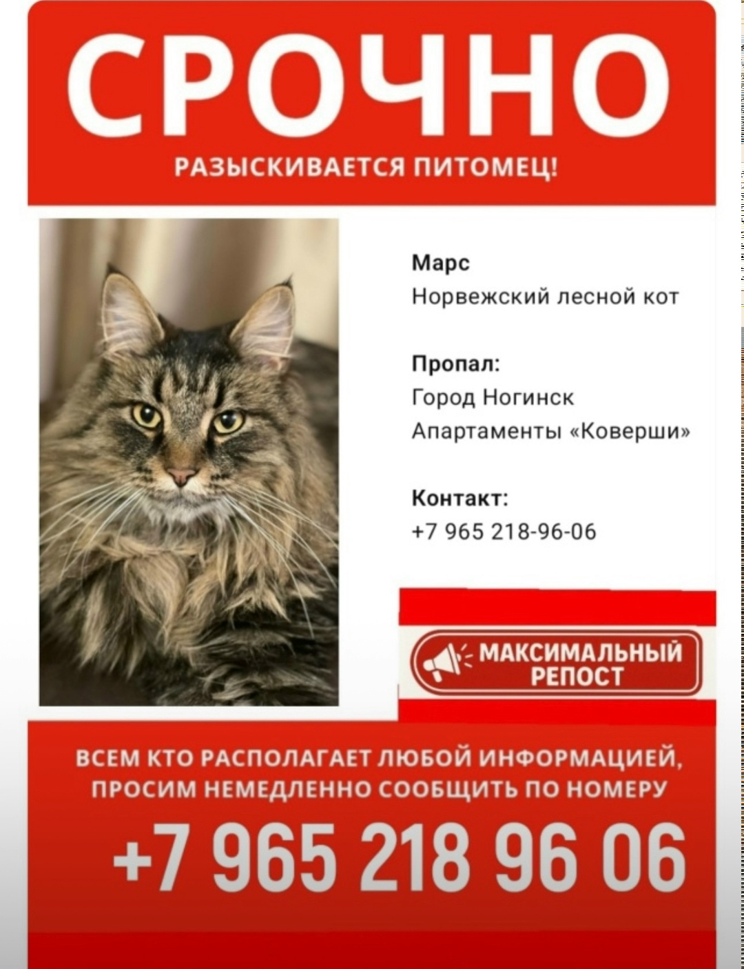 Пропала собака в Ногинске — фото объявления