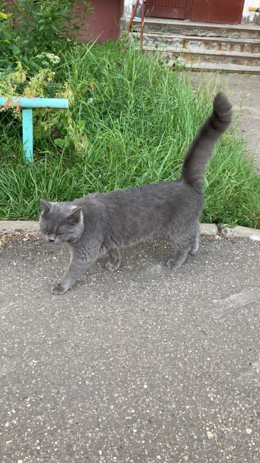 Пропала кошка в Ногинске — фото объявления