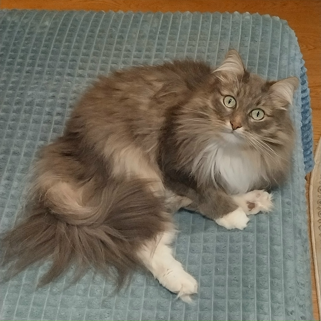 Пропала кошка в Ногинске — фото объявления