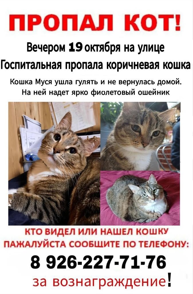 Пропала собака в Ногинске — фото объявления