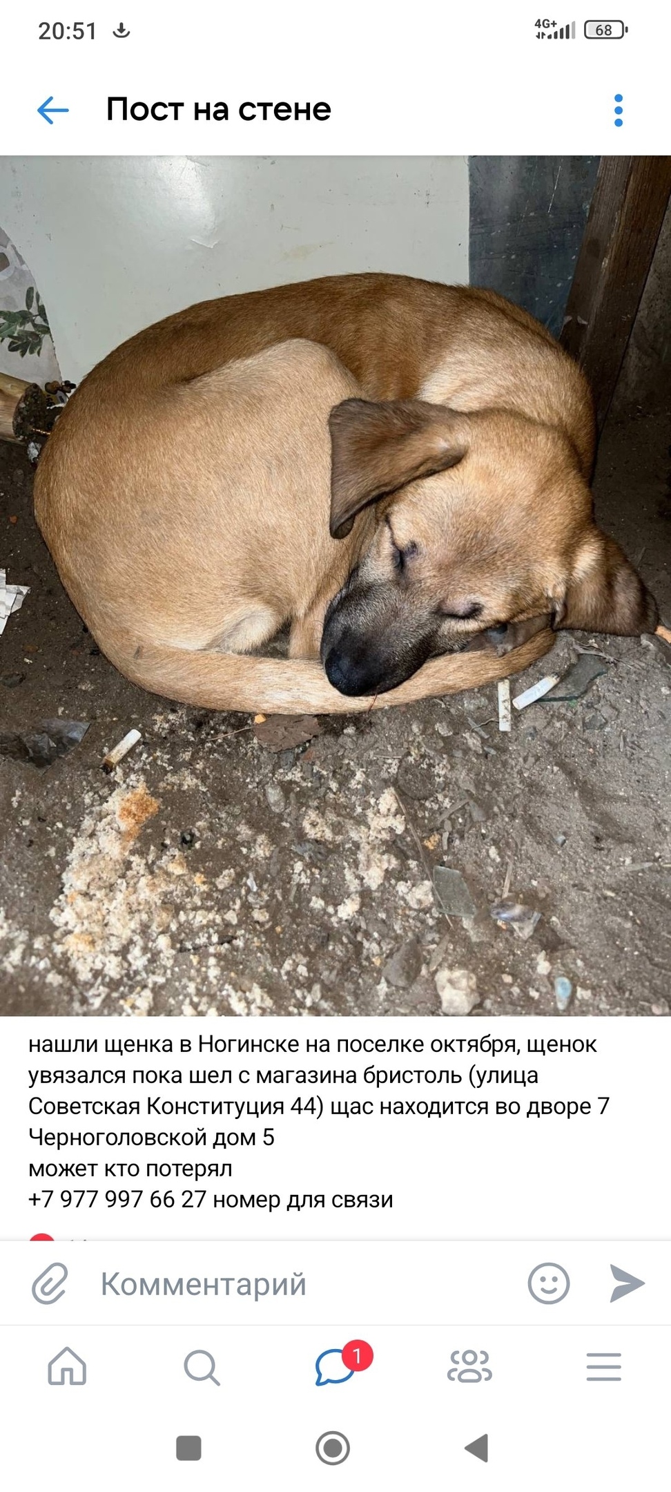 Найдена собака в Ногинске — фото объявления