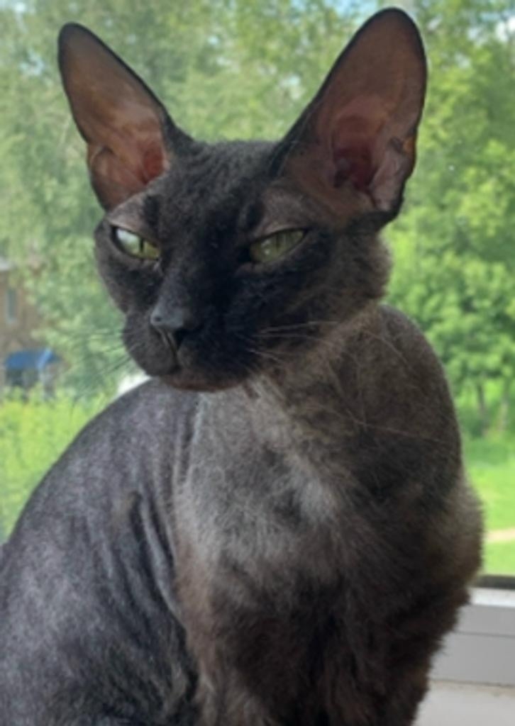 Пропала кошка в Ногинске — фото объявления