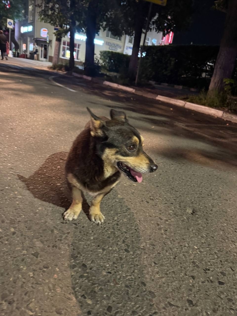 Найдена собака в Ногинске — фото объявления