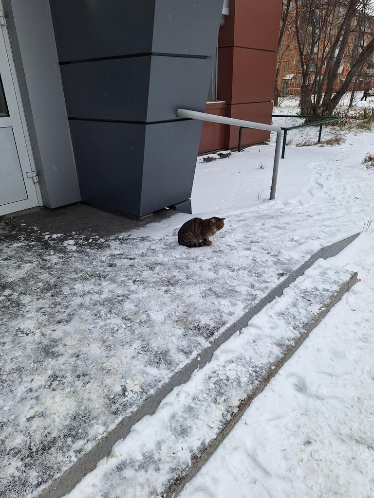 Пропала кошка в Бердске — фото объявления