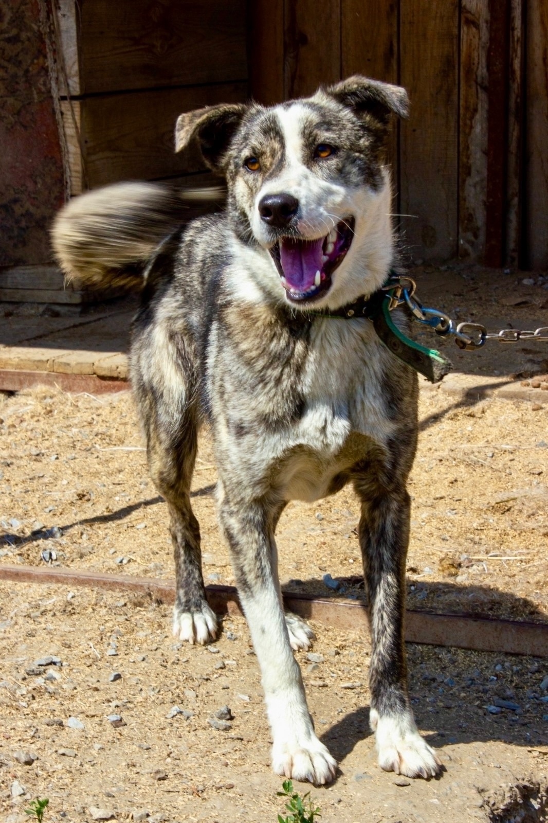 Найдена собака в Бердске — фото объявления