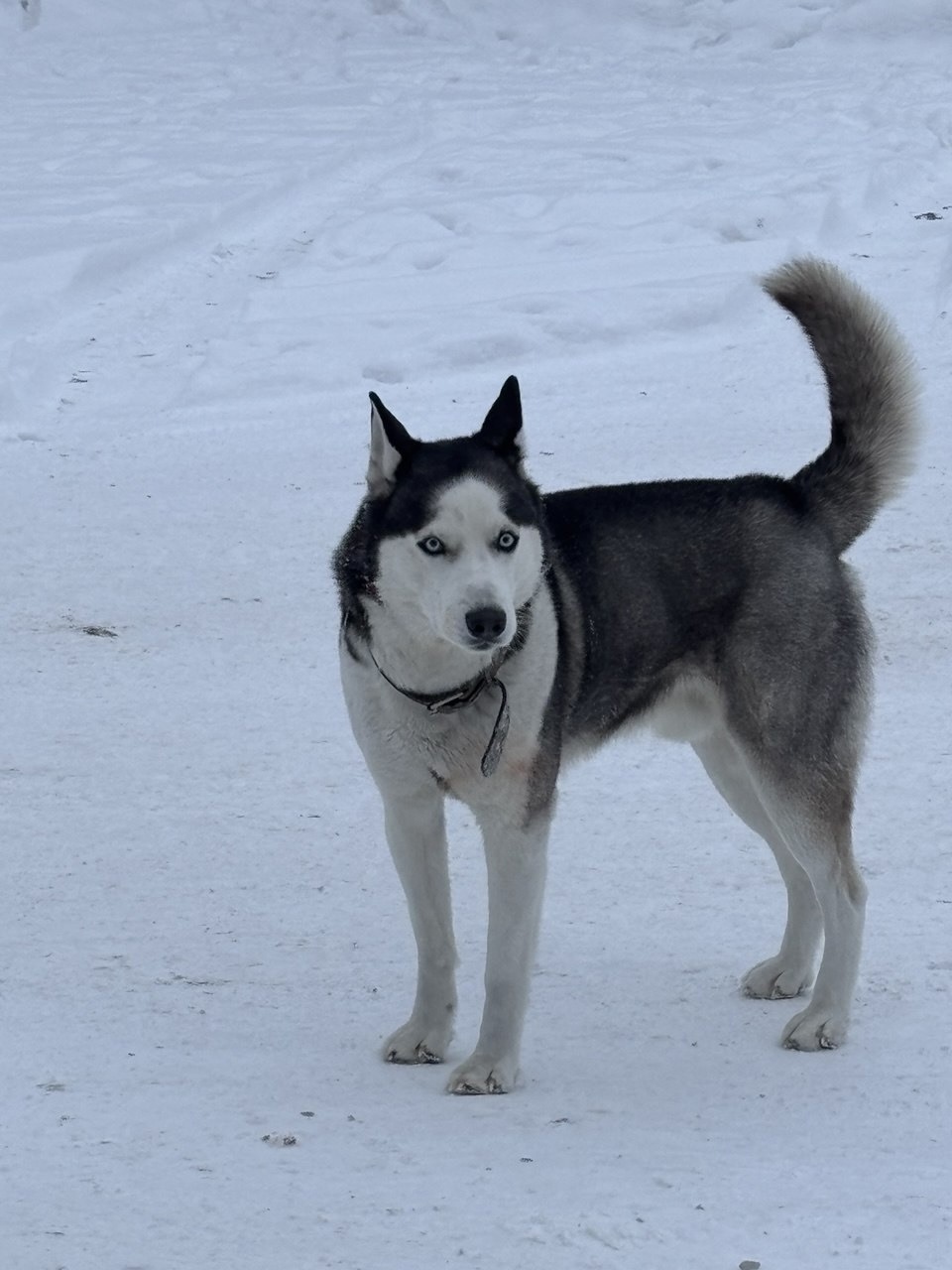 Найдена собака в Бердске — фото объявления