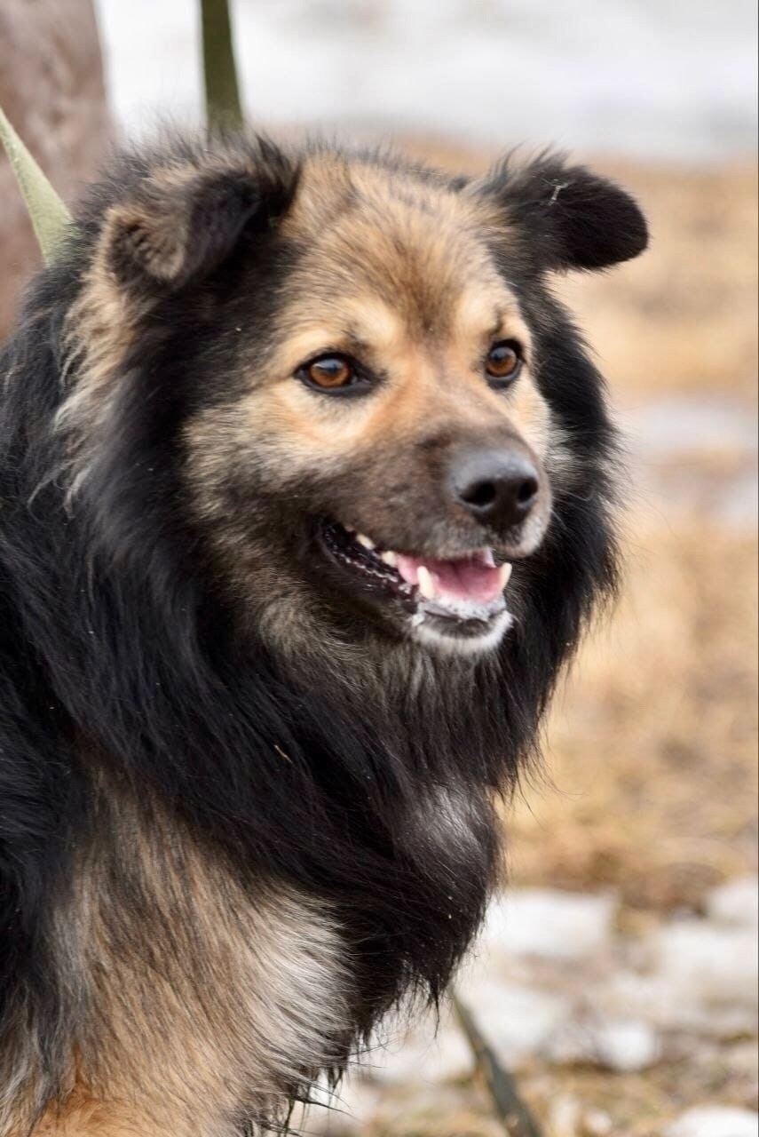 Найдена собака в Бердске — фото объявления