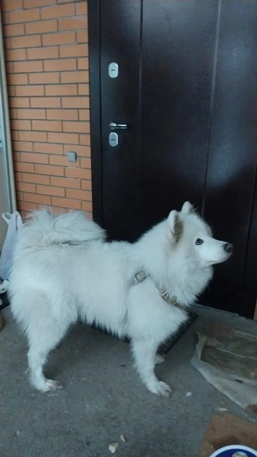 Пропала собака в Бердске — фото объявления