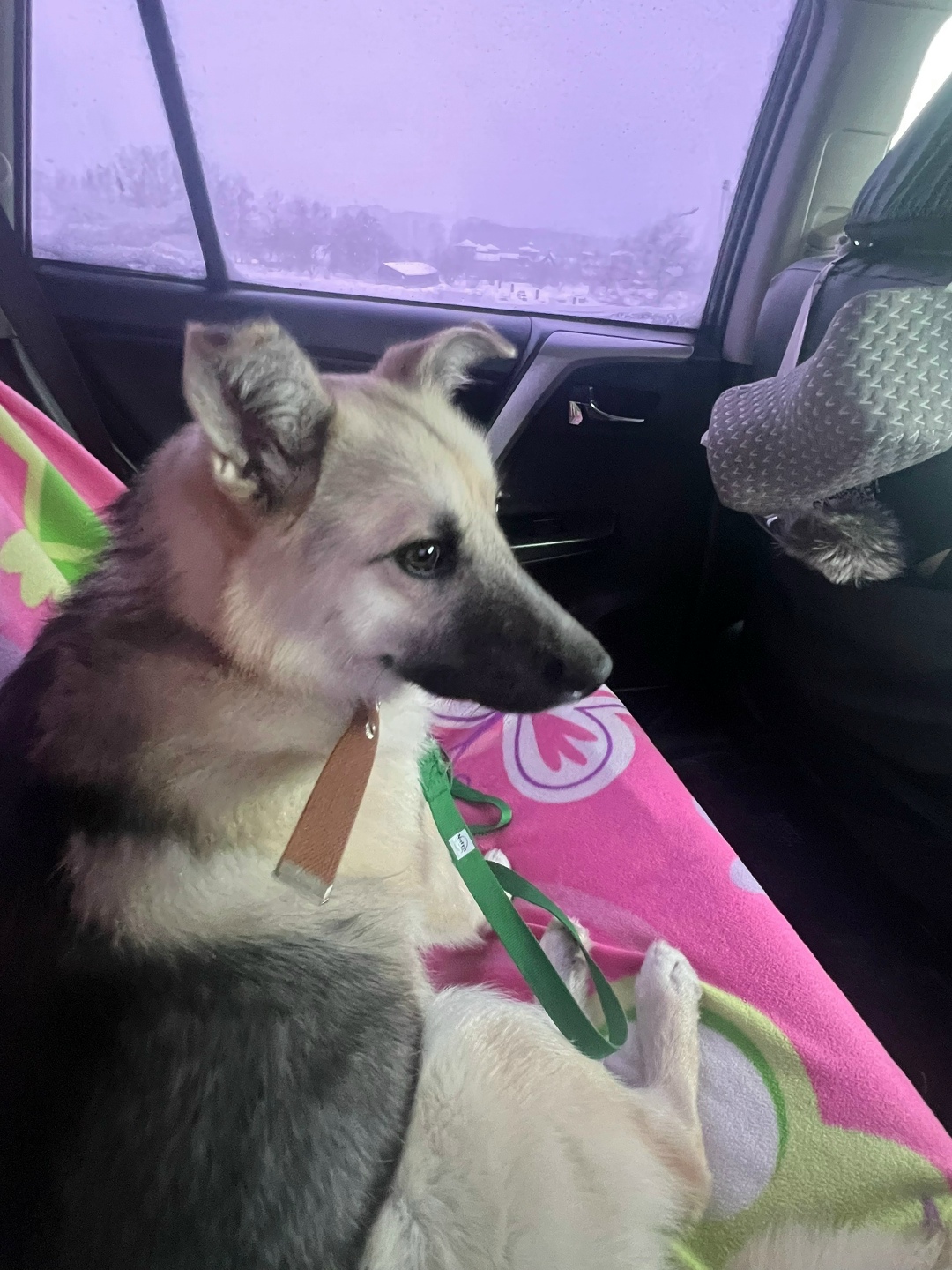 Найдена собака в Бердске — фото объявления