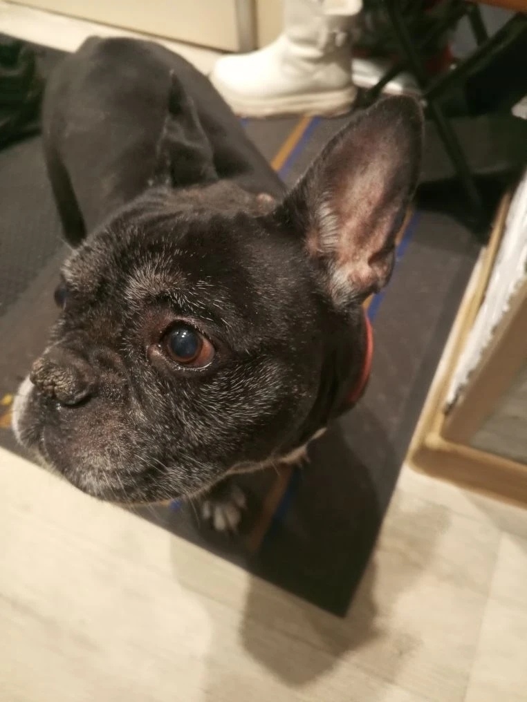 Найдена собака в Бердске — фото объявления