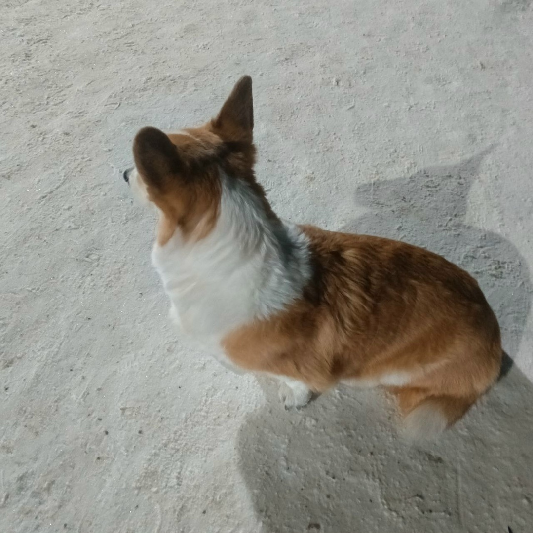 Найдена собака в Бердске — фото объявления