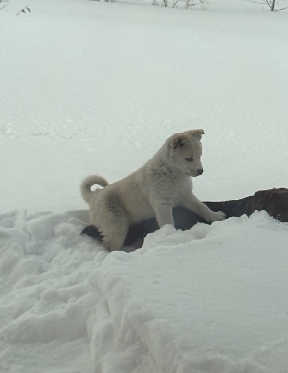 Найдена собака в Бердске — фото объявления