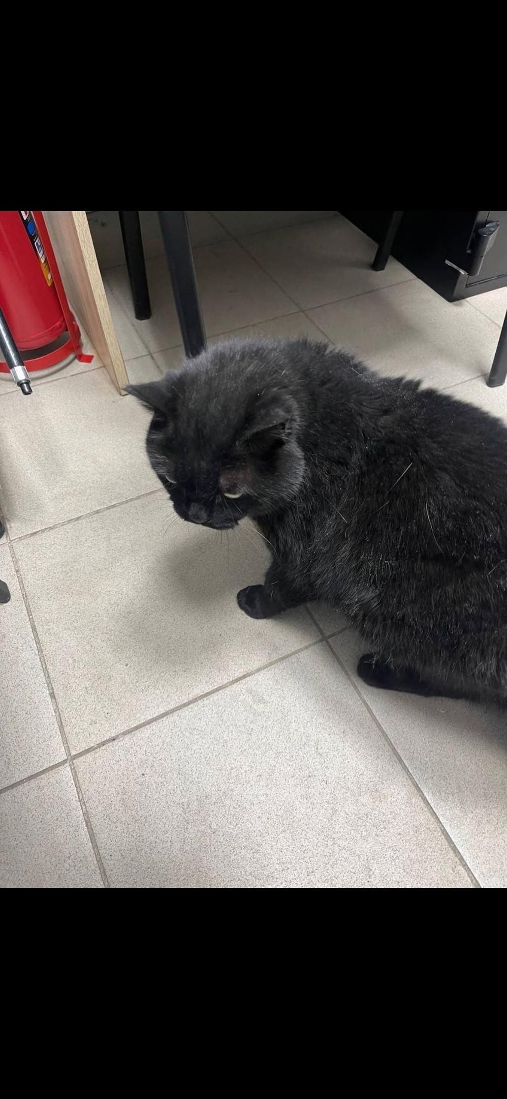 Найдена кошка в Бердске — фото объявления