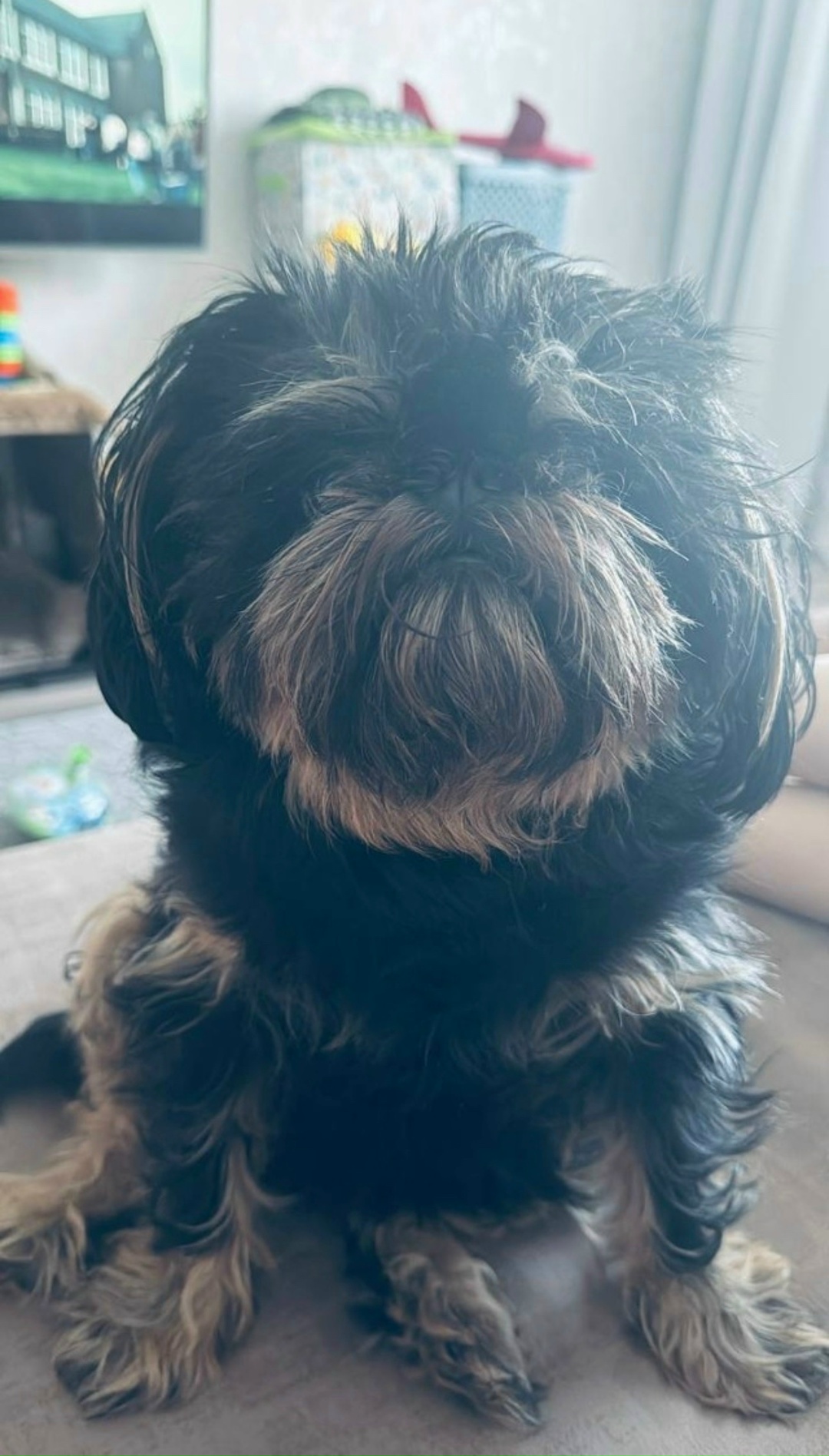 Найдена собака в Бердске — фото объявления