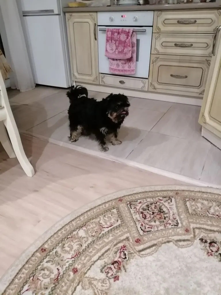 Найдена собака в Бердске — фото объявления