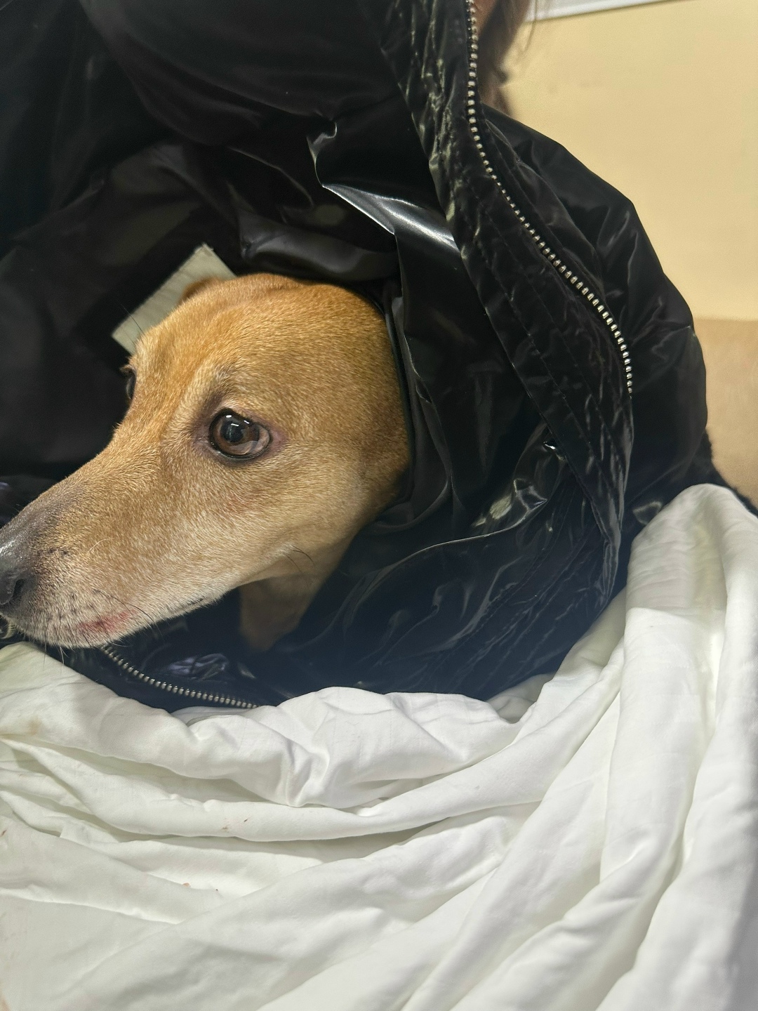 Найдена собака в Бердске — фото объявления