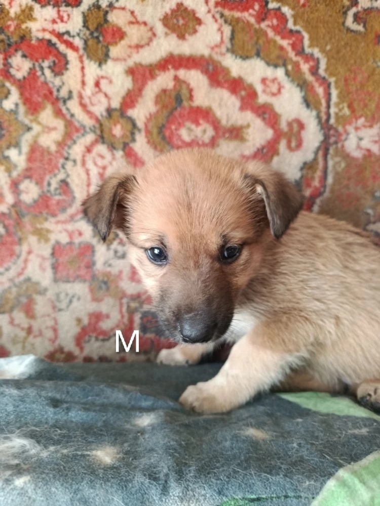 Найдена собака в Бердске — фото объявления